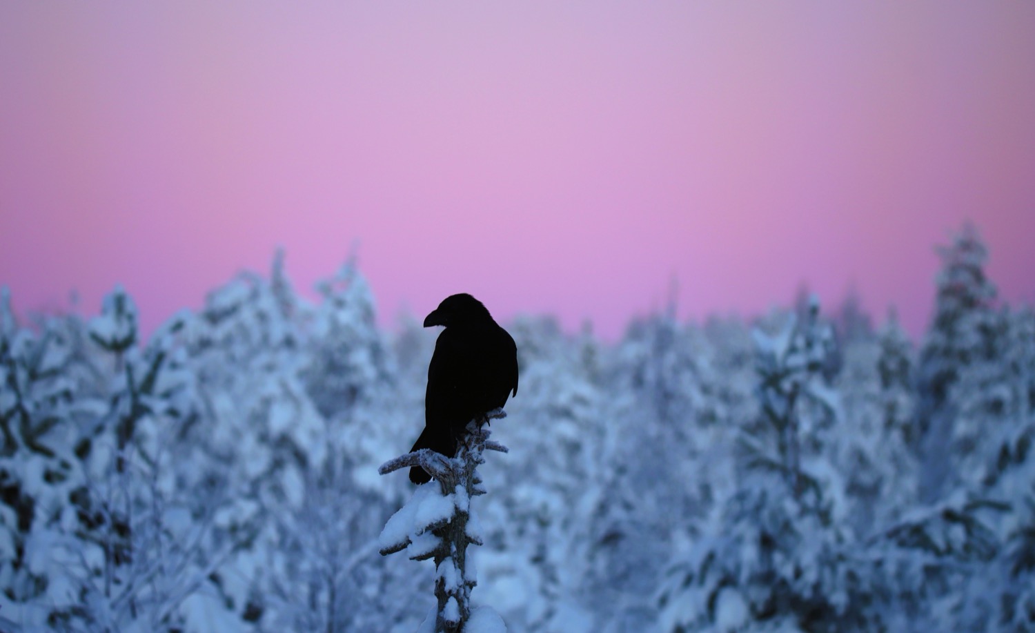 Raven at sunrise