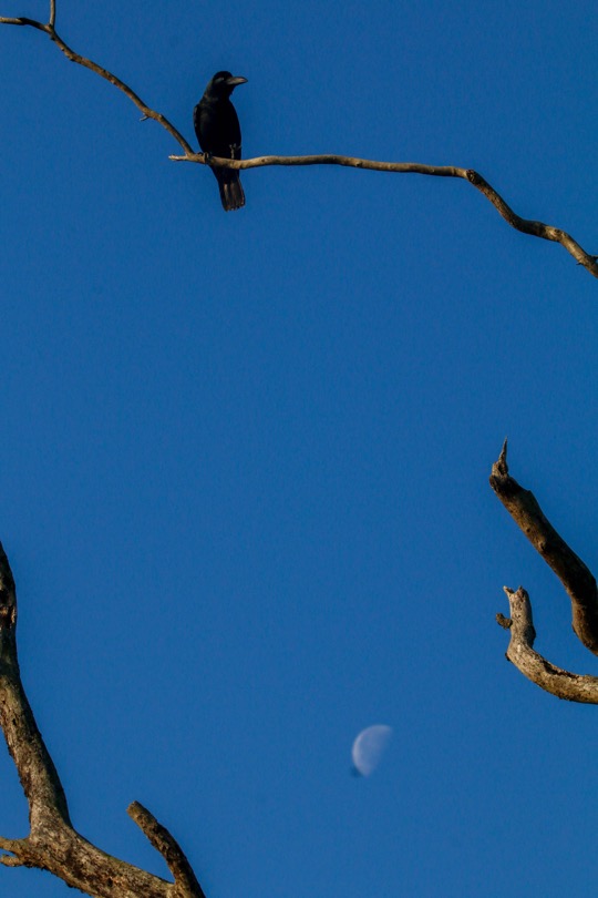 Raven and the moon