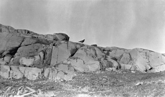 Raven at Cape Barrow, 1915